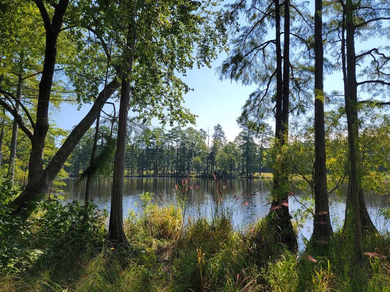 Carvers Creek State Park - Spring Lake, North Carolina