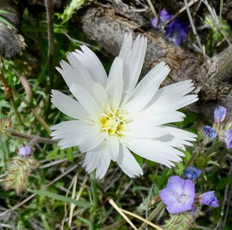Desert Chicory