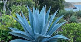 Evergreen Plants That Keep Florida Yards Looking Full in Every Season