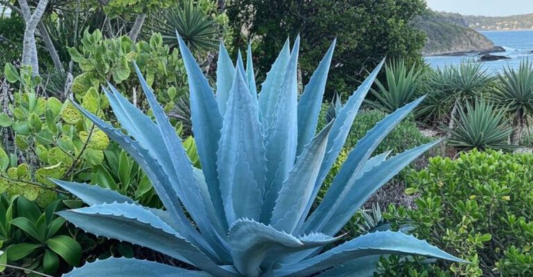 Evergreen Plants That Keep Florida Yards Looking Full in Every Season