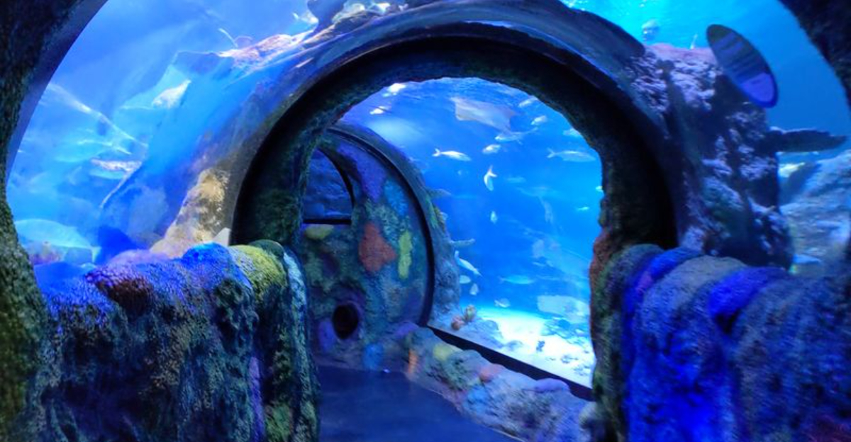 Experience an enchanting aquarium walk at Michigans first underwater tunnel