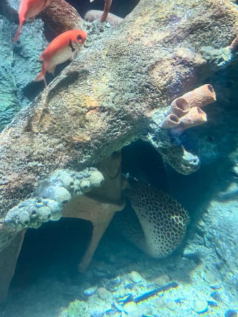 Look for the Aquarium’s Famous Eels