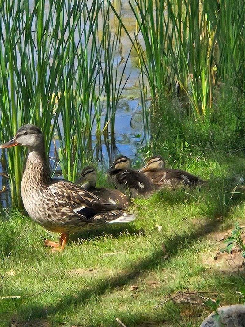 This Beautiful Arizona State Park Is Perfect For Letting Go Of Stress 11 Wildlife Watching Across the Park