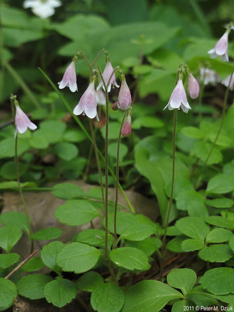 Native Florida Plants That Practically Take Care of Themselves 12 Twinflower