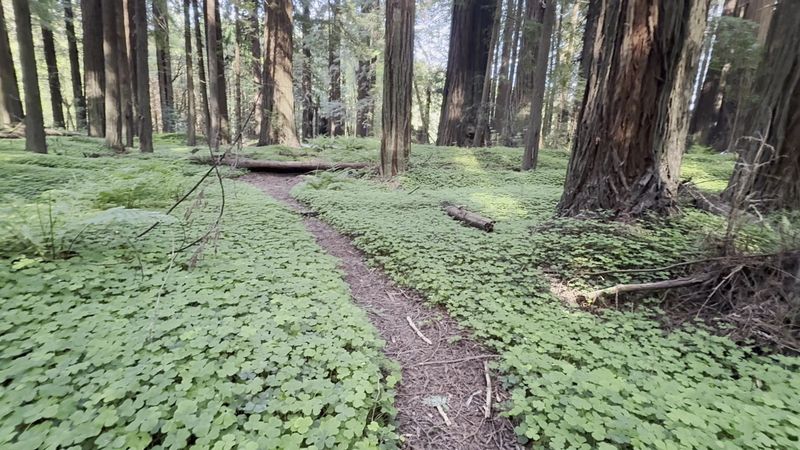Forest Bathing That Actually Clears Your Head