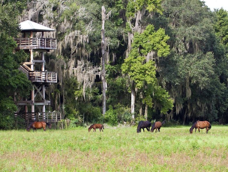 Paynes Prairie Preserve State Park - Micanopy, Florida