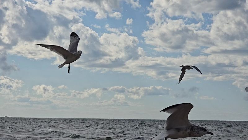 Birdwatching and Wildlife Spotting