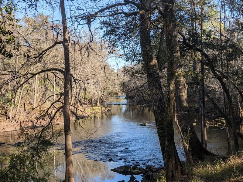 Fishing Along the Santa Fe River