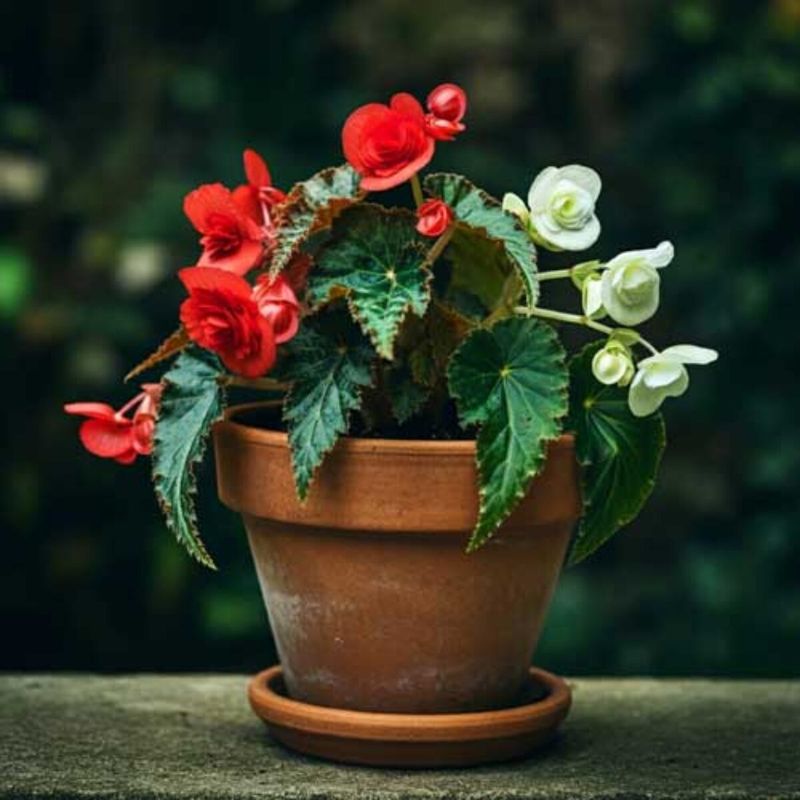 Florida Plants That Do Well in the Shade Without Much Attention 15 Begonia