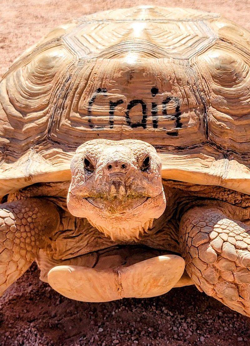 Giant Tortoises You Can Actually Pet