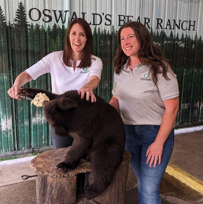 Getting Up Close with Adorable Bear Cubs