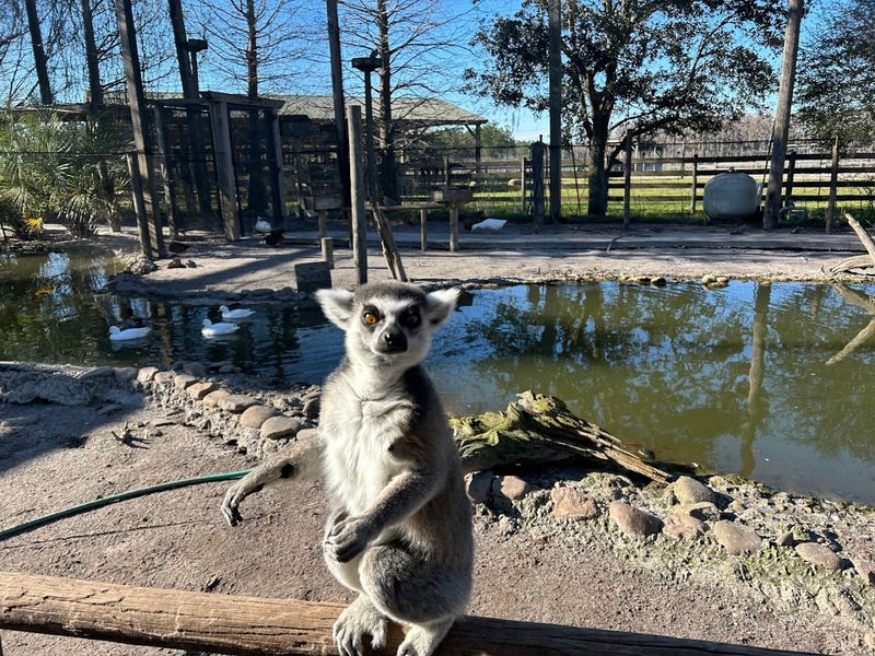 The Lemur Feeding Add-On