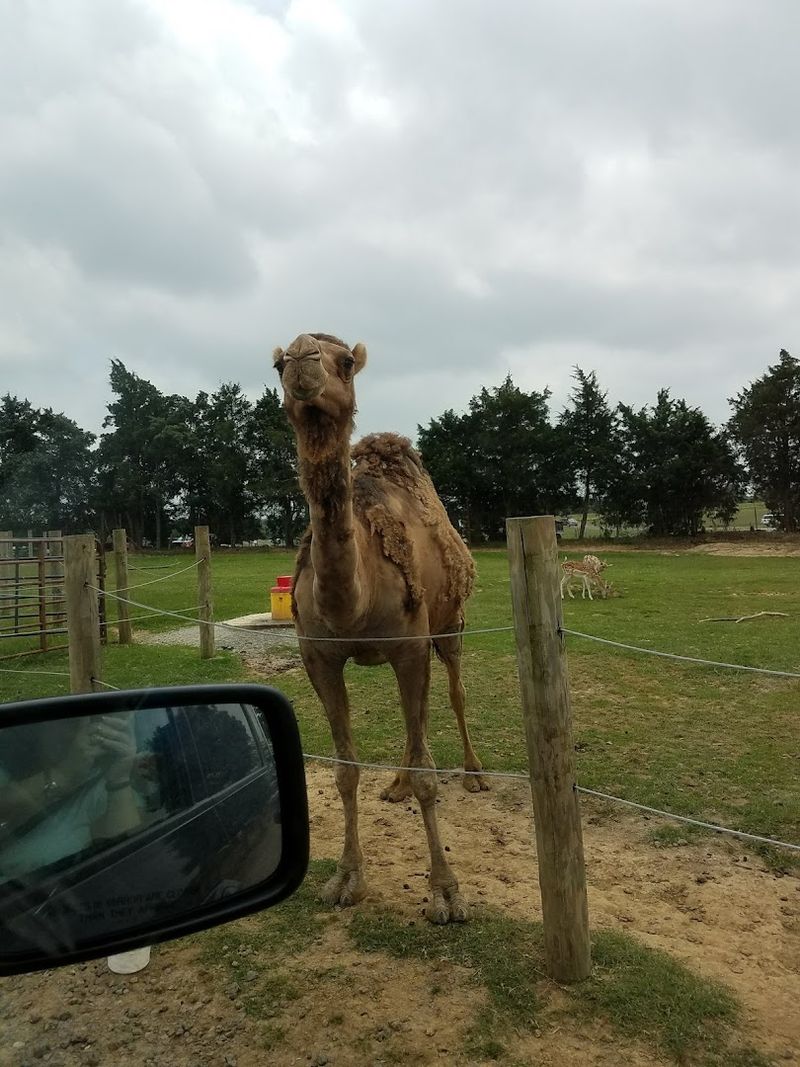 The Camels With Absolutely No Concept of Personal Space