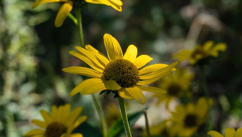 Fellows Riverside Gardens - A Floral Paradise