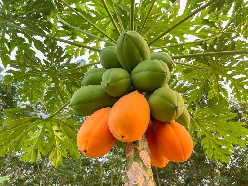 Papaya