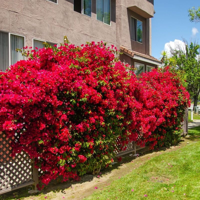 8 Low-Maintenance Shrubs Florida Homeowners Love For Easy Color 5 Bougainvillea