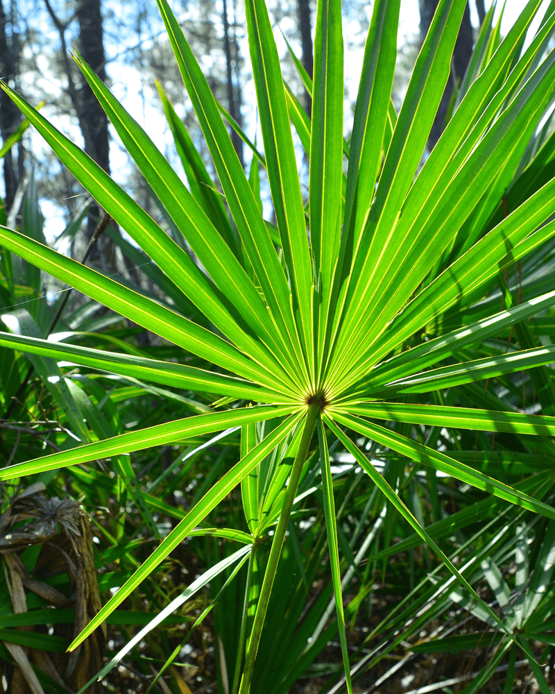 Saw palmetto