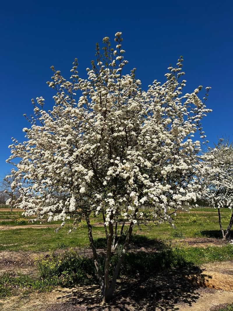 Native Florida Plants That Practically Take Care of Themselves 7 Walter's viburnum