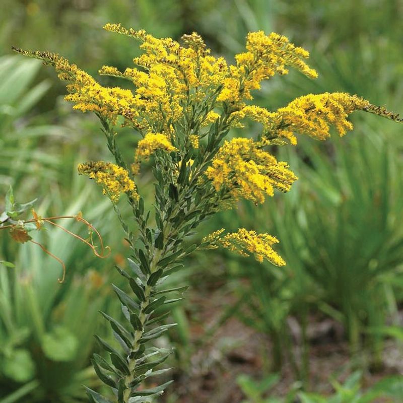 Goldenrod
