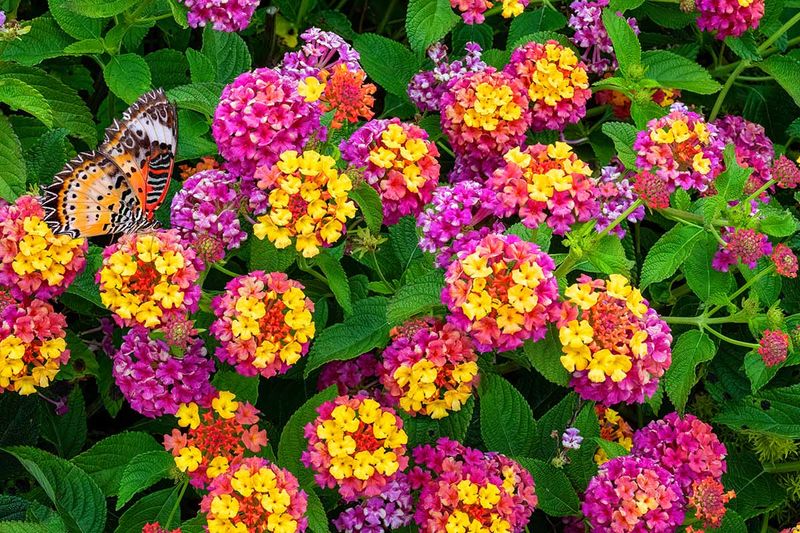 Lantana