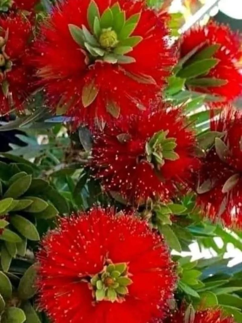 Bottlebrush (Callistemon)