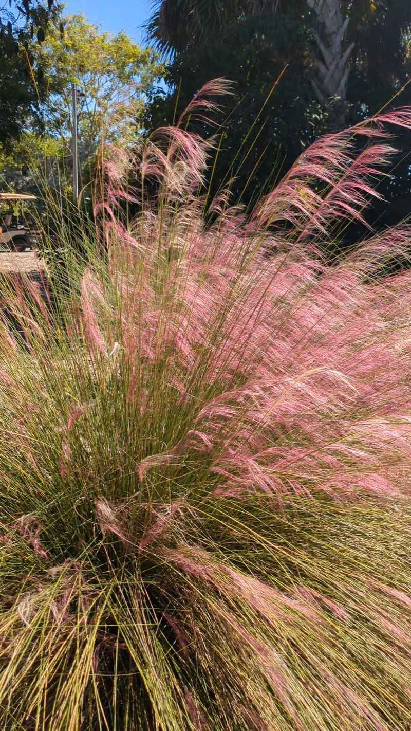 Muhly Grass