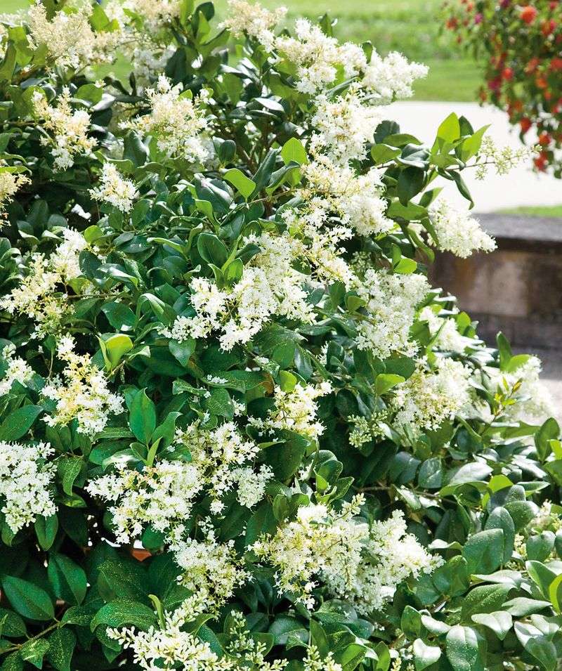 Ligustrum japonicum
