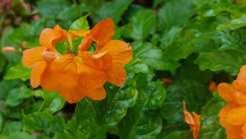 Crossandra