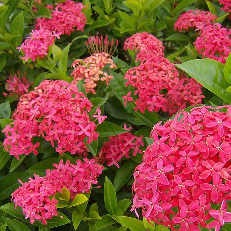 Ixora