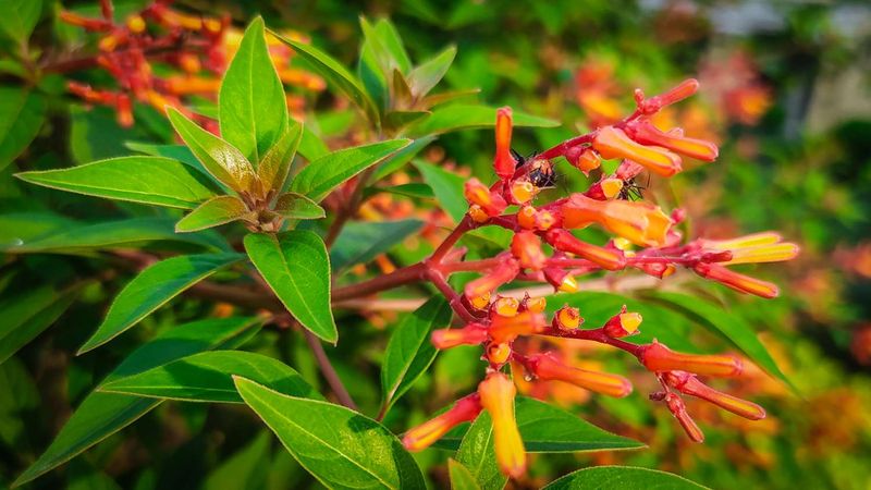 Firebush