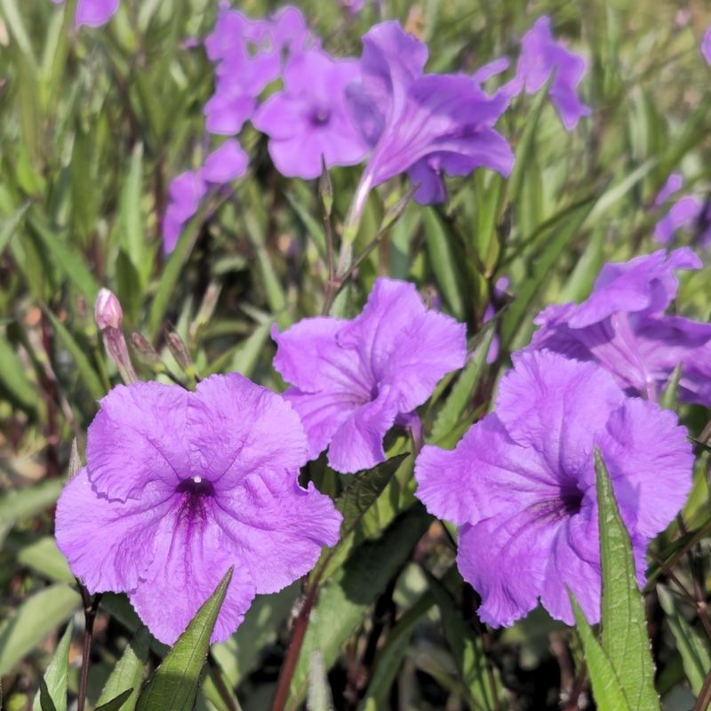 Mexican Petunia