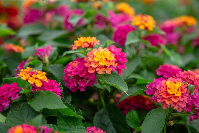 Lantana