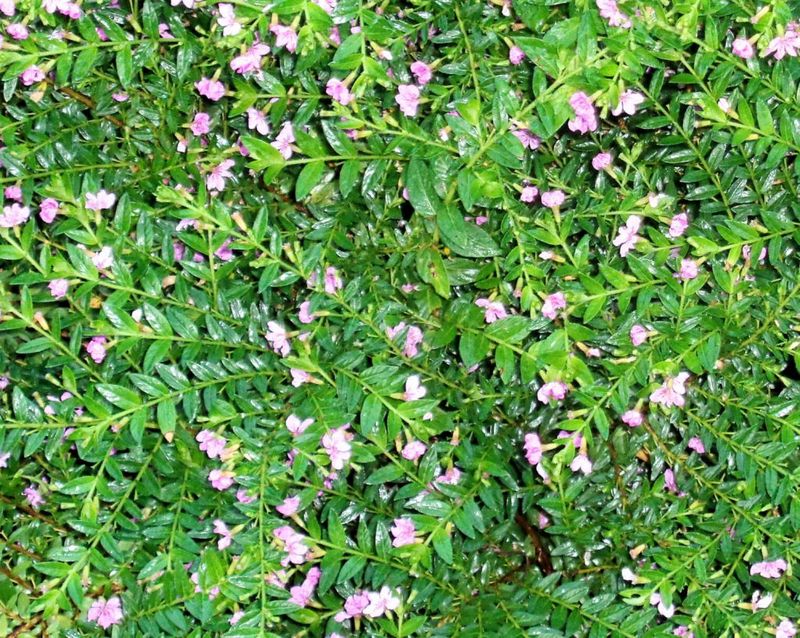24 low-maintenance flowers that keep blooming through Florida summer 8 Mexican Heather