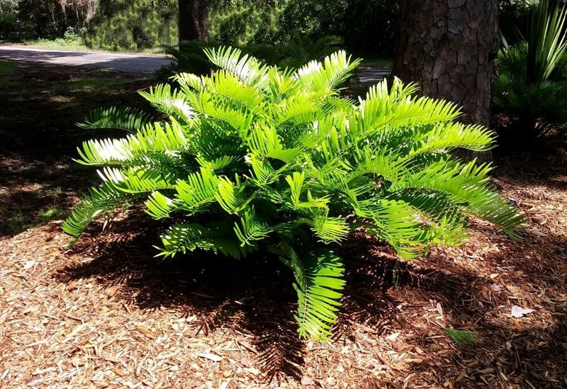 Coontie Palm (Zamia integrifolia)