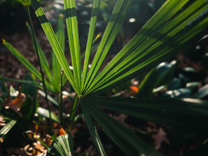 Saw Palmetto (Serenoa repens)