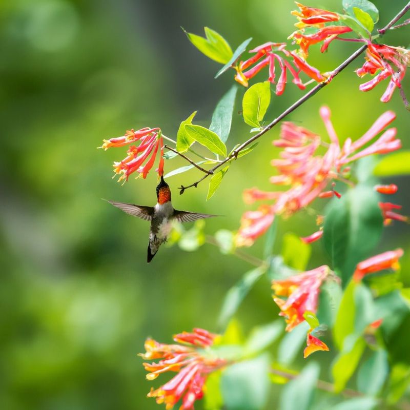 Coral Honeysuckle (Lonicera sempervirens)