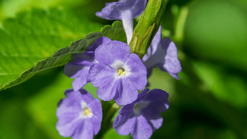 Plants That Grow Well in Florida’s Sandy Soil Without Extra Effort 21 Blue porterweed