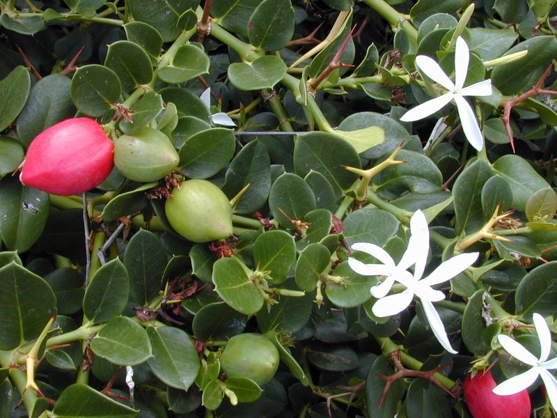 Plants That Thrive in Florida’s Coastal Soil and Salty Air 15 Natal Plum