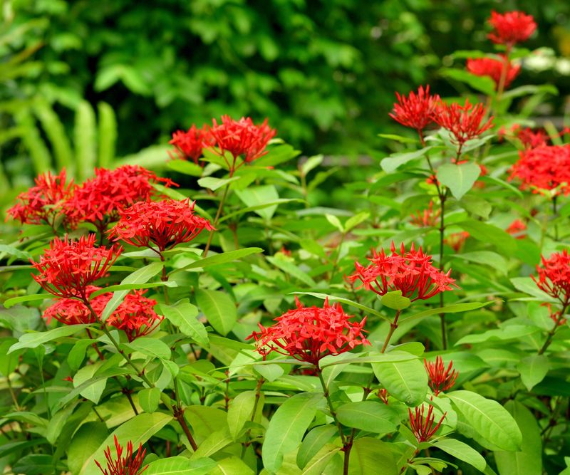 Ixora