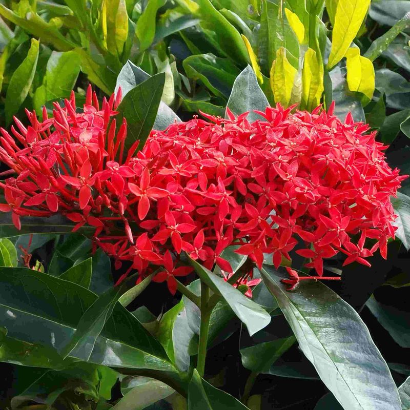Ixora