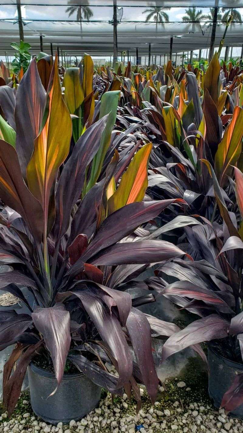 Cordyline