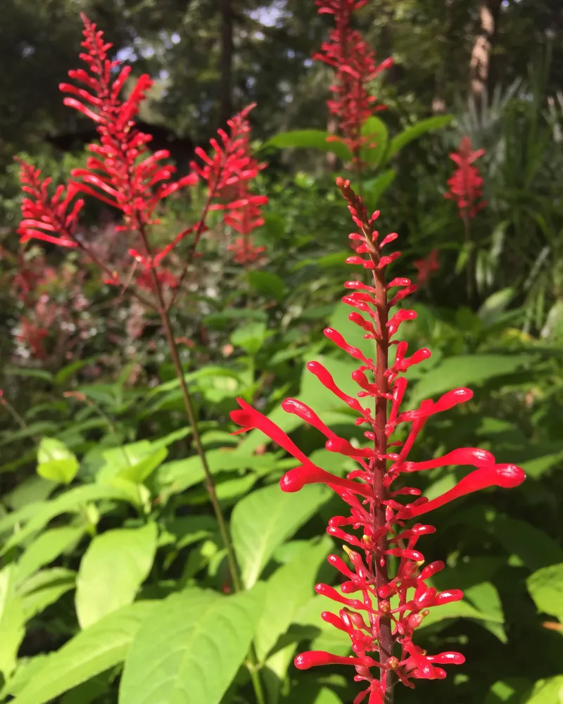 Firespike