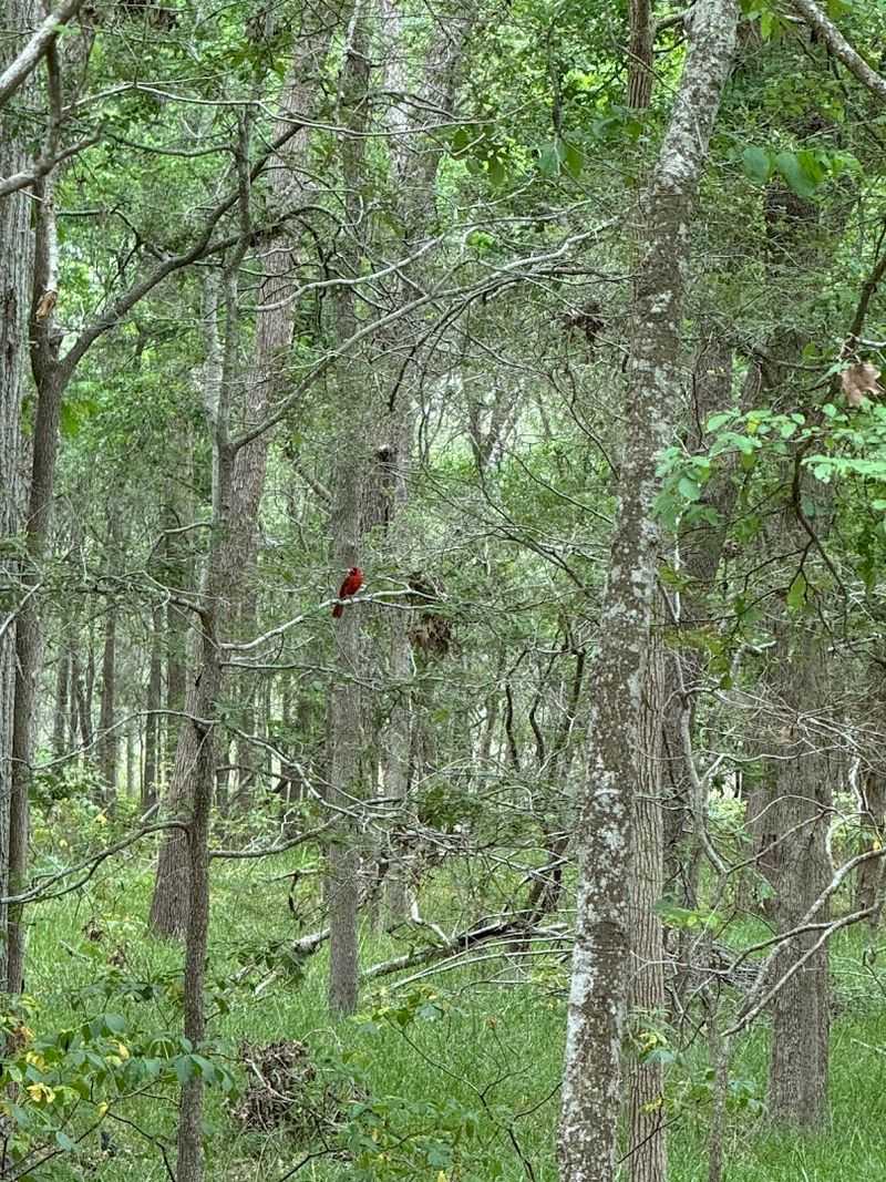 Birdwatching in One of Texas's Most Celebrated Birding Hot Spots
