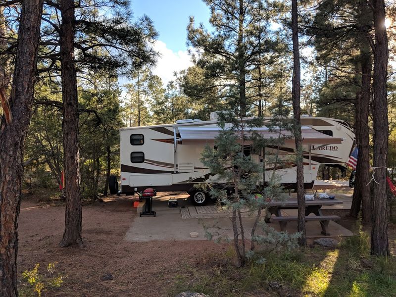 Camping Under a Canopy of Towering Pines