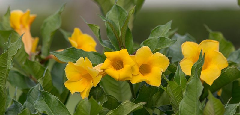 Allamanda (Allamanda cathartica)