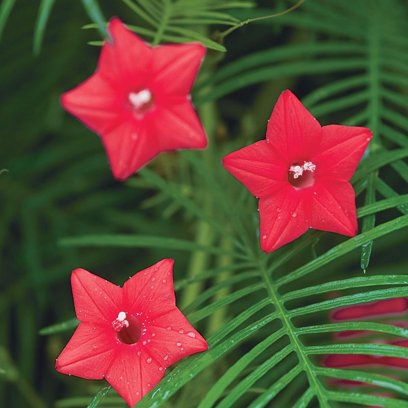 Flowering Vines That Climb Beautifully in Florida Heat 19 Cypress Vine