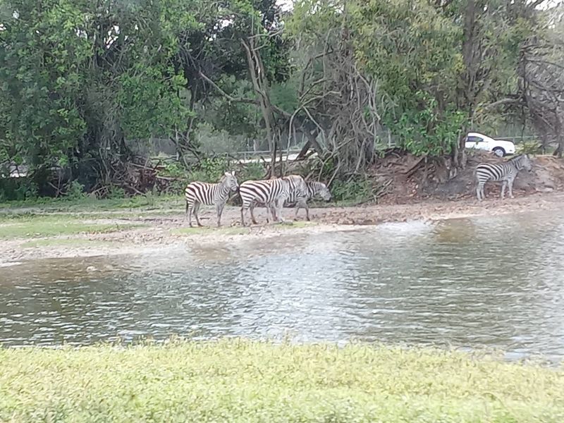 The Boat Tour on Safari Lake