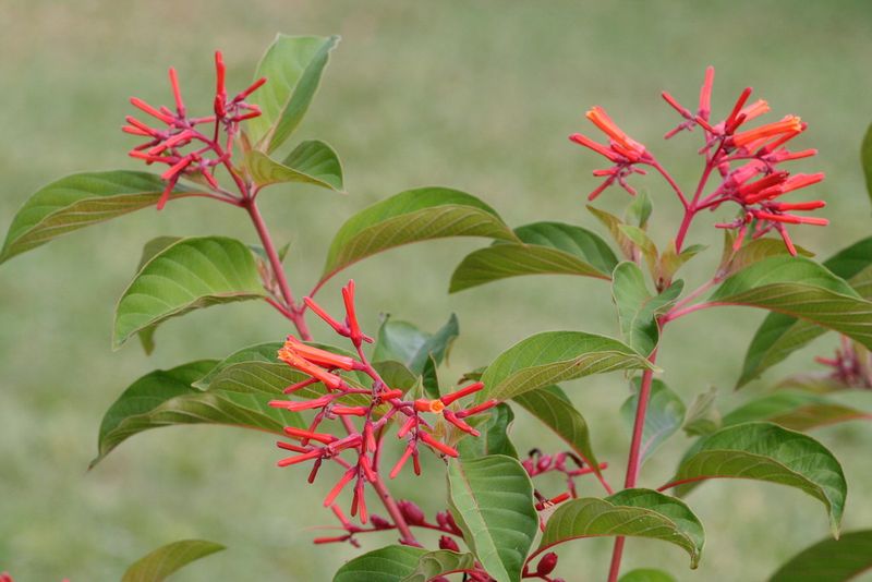 Firebush