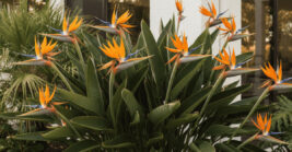 Florida-Friendly Plants That Help Create a Lush Backyard Retreat