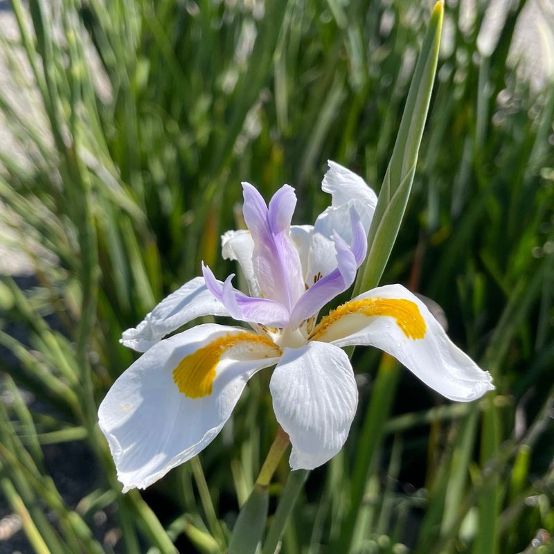 African Iris